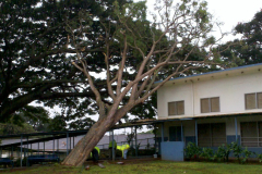 PEACHES-Tree-3
