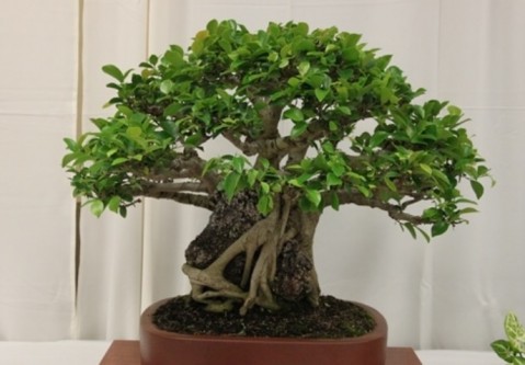 Pearl City Bonsai Club, Plant Fair and Show, Saturday, May 3, 2014