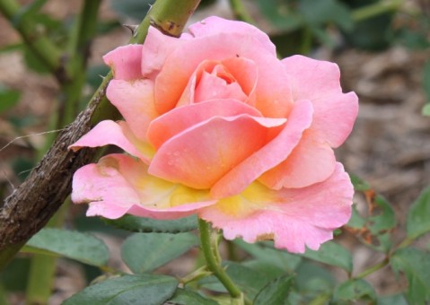 UGC Rose Garden grand opening this Saturday