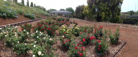 Newly-Planted Roses Stolen at the Urban Garden Center